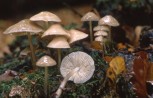 MB Mycena galericulata